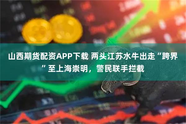 山西期货配资APP下载 两头江苏水牛出走“跨界”至上海崇明，警民联手拦截